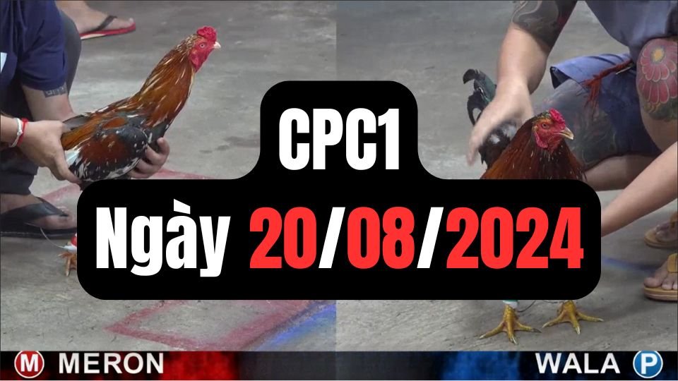 Trực tiếp đá gà thomo hôm nay CPC1 date 20/08/2024