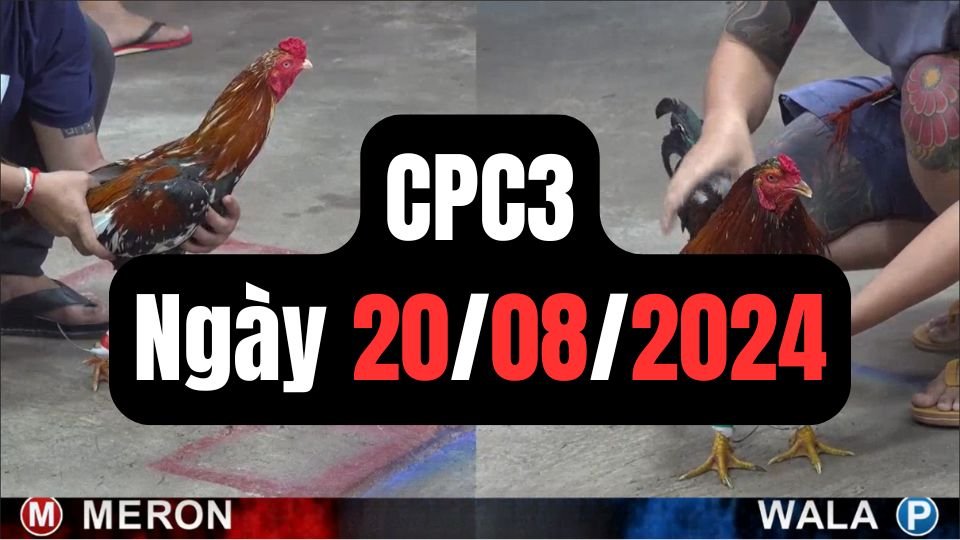 Trực tiếp đá gà thomo hôm nay CPC3 date 20/08/2024