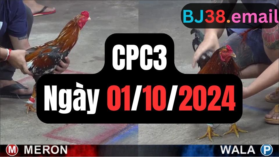 Trực tiếp đá gà thomo hôm nay CPC3 date 01/10/2024