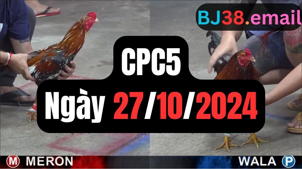 Trực tiếp đá gà thomo hôm nay CPC5 date 27/10/2024