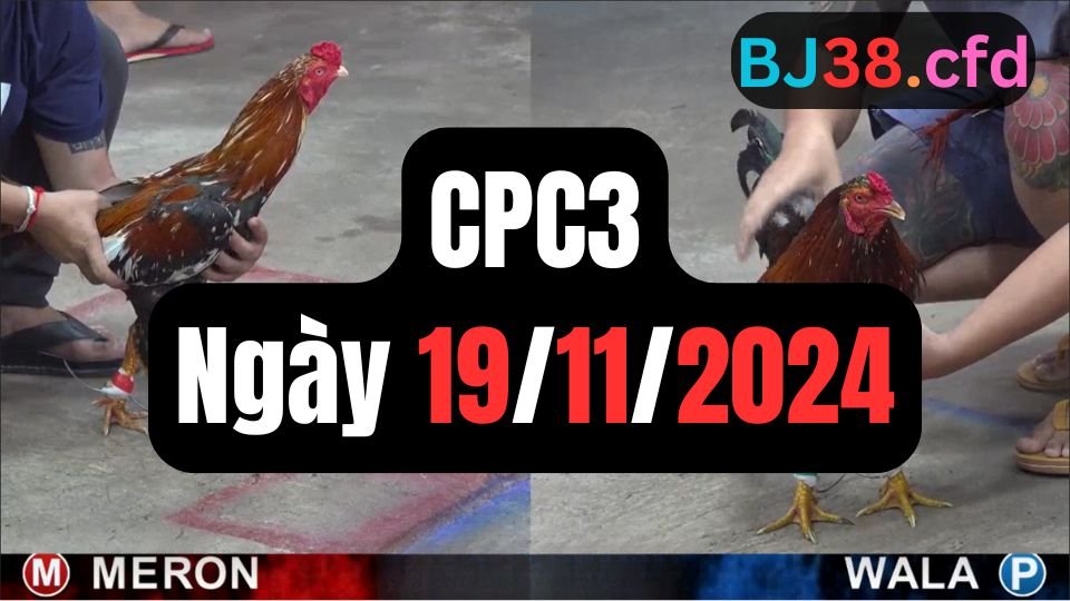 Trực tiếp đá gà thomo hôm nay CPC3 date 19/11/2024