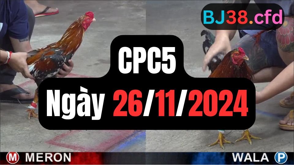 Trực tiếp đá gà thomo hôm nay CPC5 date 26/11/2024